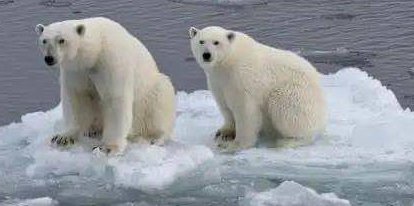 学海冰山打一动物