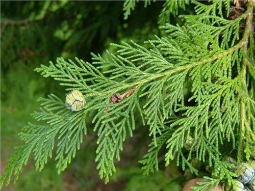 寒柏是什么植物？