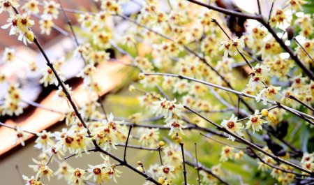 萦绕于心的意思