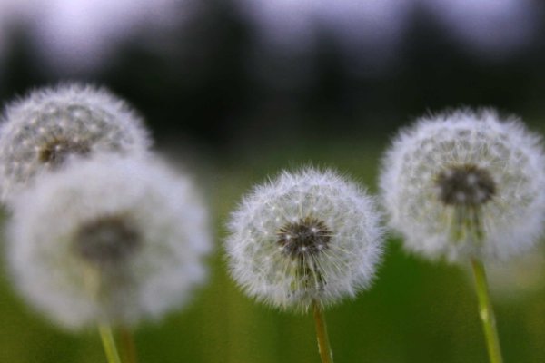 各种植物的传播种子方式