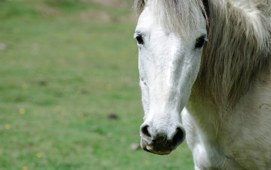 摇首顿足打一动物谜底