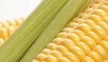 什么是玉米杂交种 杂交种的好处有哪些