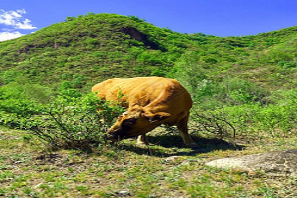 勤俭持家打一个生肖