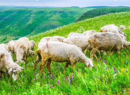 山坡上有什么？