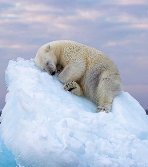 学海冰山打一动物