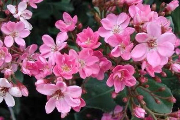 形容春天开花的诗词