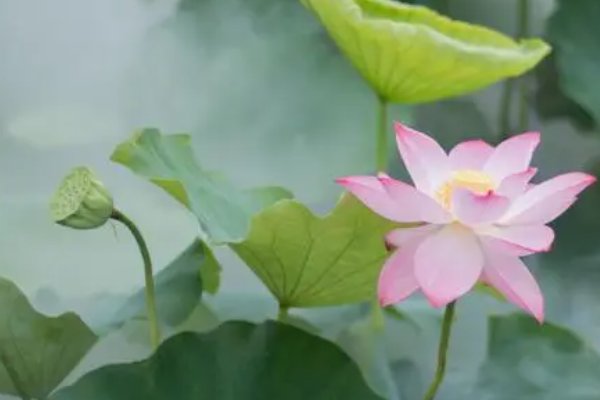 哪些人是出淤泥而不染