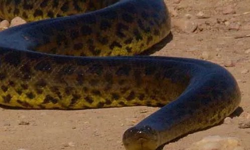 水蚺和蟒蛇的区别是什么？