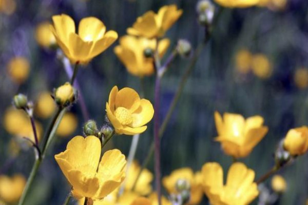 朝朝暮暮是什么生肖