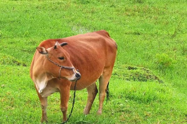 字正腔园打一生肖