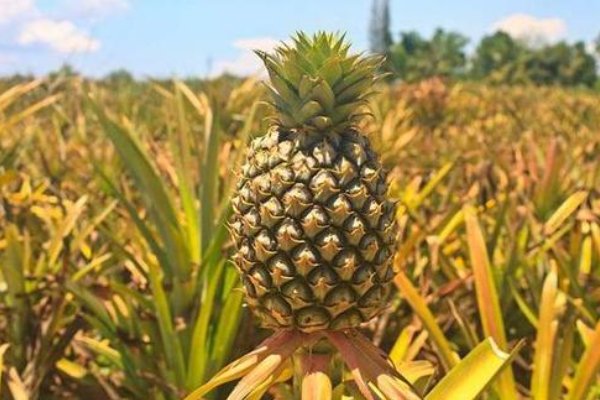 菠萝菠萝蜜和菠萝蜜的区别