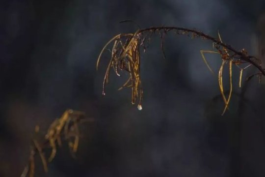 天涯左央事件的结局是什么？