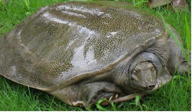 甲鱼和黄沙鳖有什么区别？