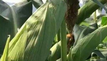 什么是玉米杂交种 杂交种的好处有哪些