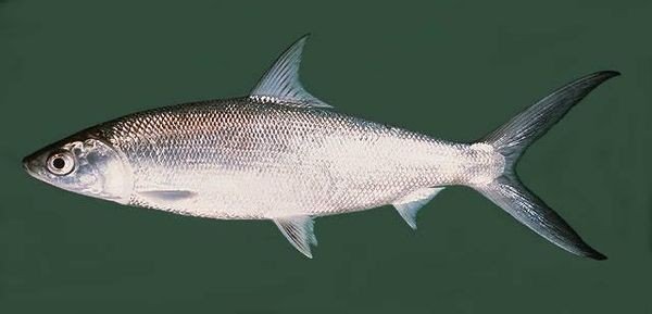 遮目鱼是什么？