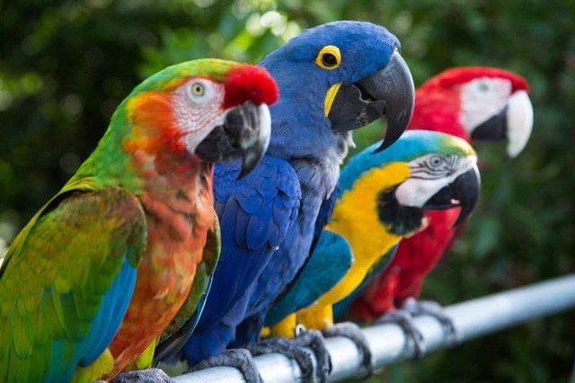 巨商蓄鹦鹉翻译