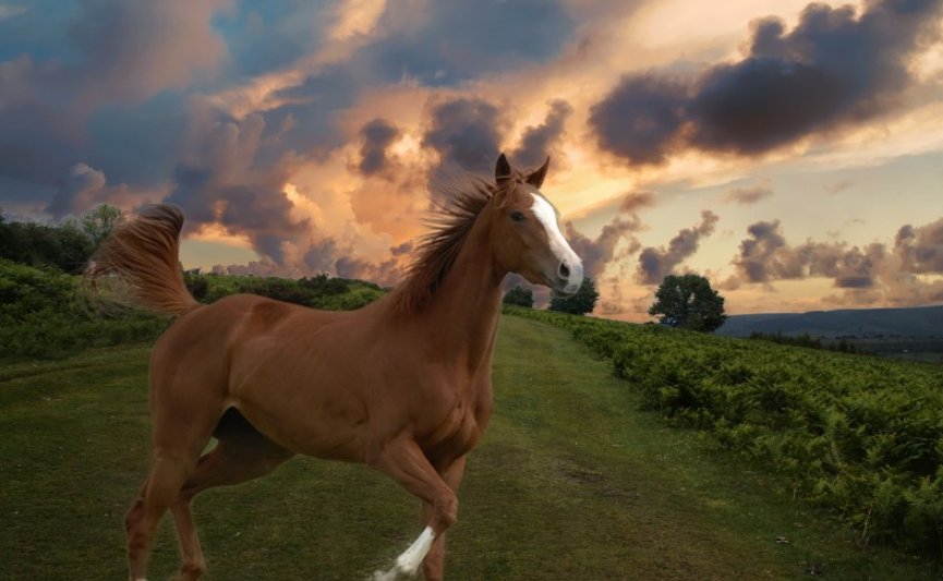 摇首顿足打一动物谜底