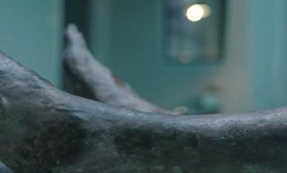 尸绿首先出现的部位是?