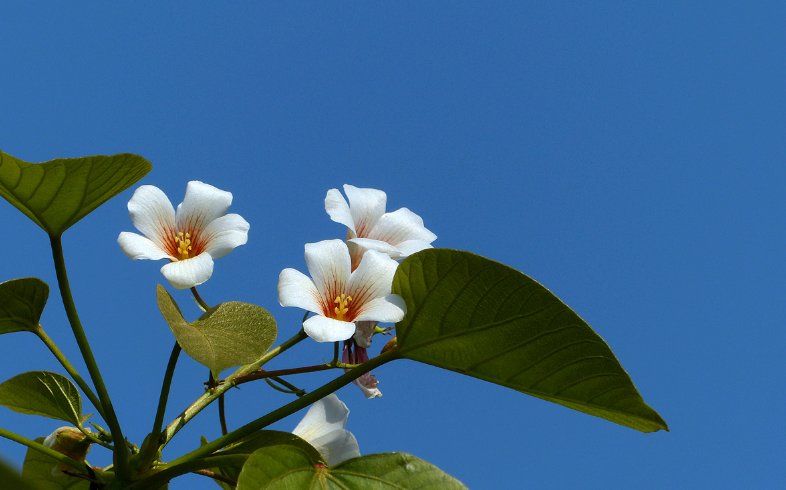 什么时候开始冻桐子花