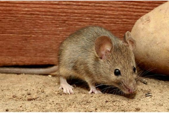 愤发有为打一生肖动物