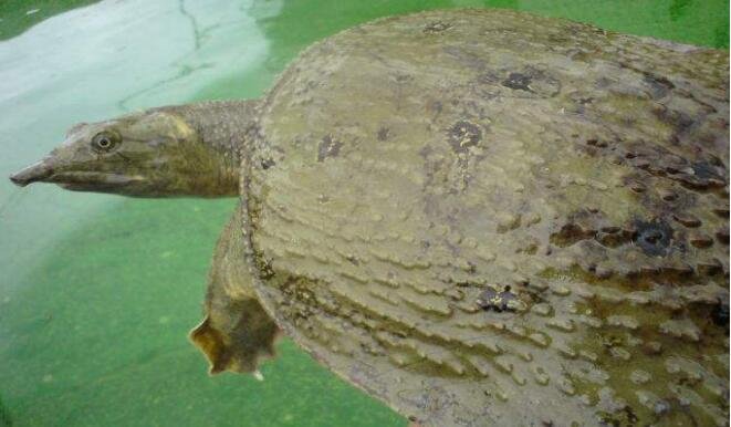 甲鱼和黄沙鳖有什么区别？