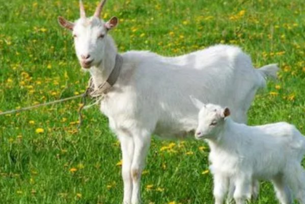 树大招风的动物是什么生肖？