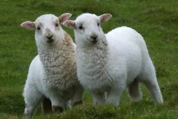 树大招风的动物是什么生肖？