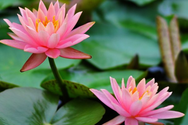 各种植物的传播种子方式