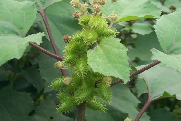 各种植物的传播种子方式