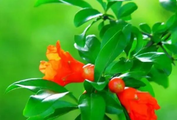 同游是什么意思