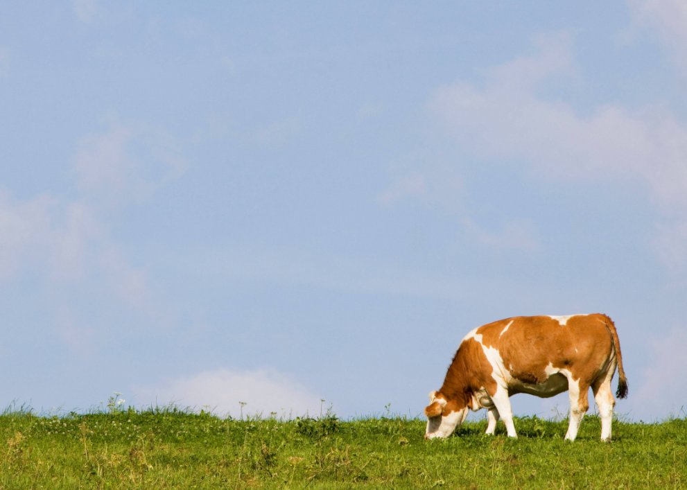 独木成船双木林指什么生肖