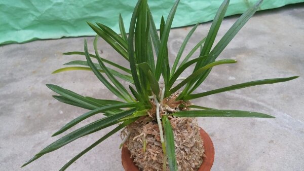 兰建国的事件始末