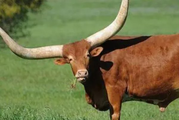 白首无成猜生肖