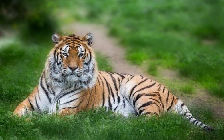 秀外慧中比喻什么动物