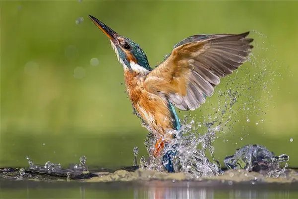 人为财死鸟为食亡是什么生肖