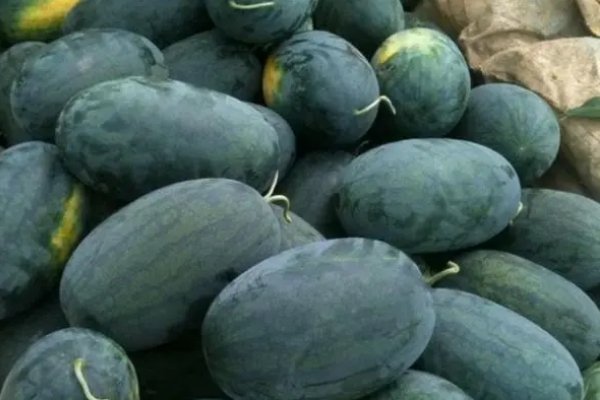 西瓜品种排行榜前十名