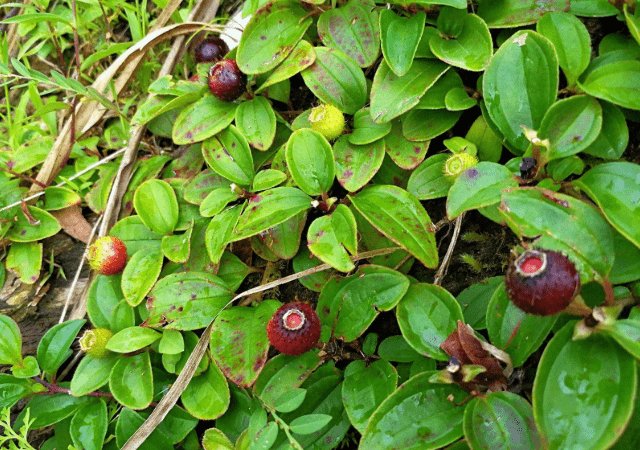 甘肃野地上的野果子马露儿是什么？