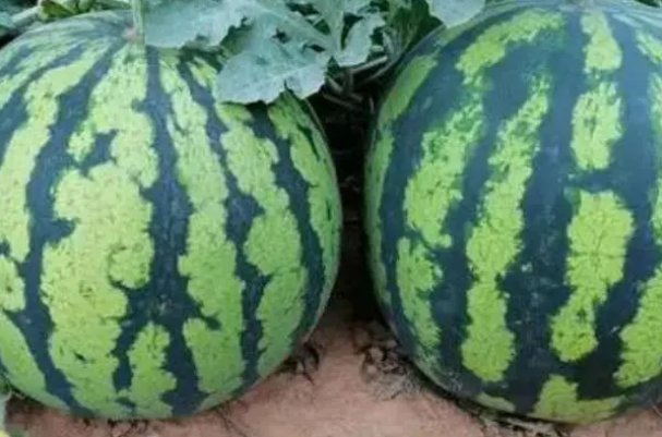 西瓜品种排行榜前十名