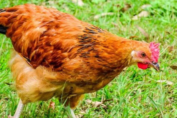 浮文套语的生肖是什么动物