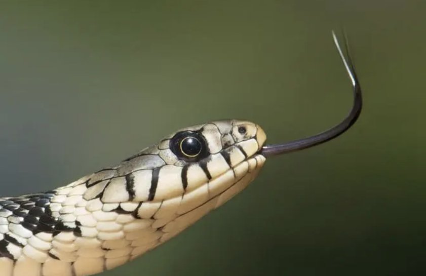 假阶救火打一动物生肖