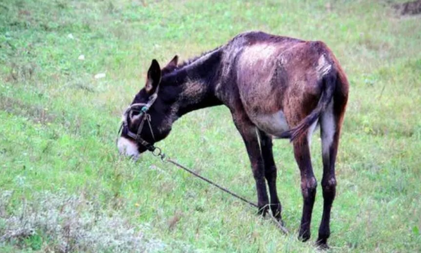 卸磨杀驴什么生肖