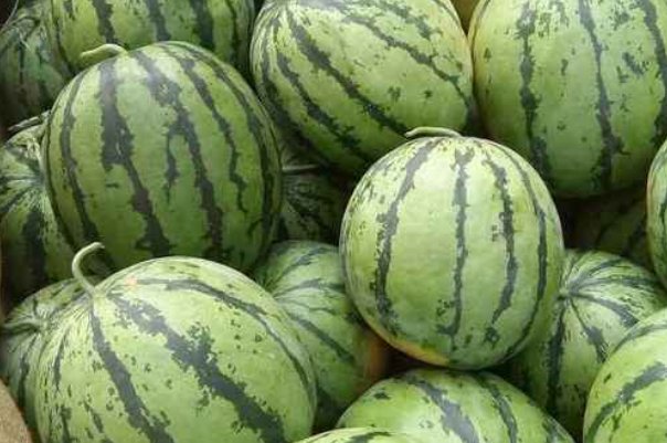 西瓜品种排行榜前十名