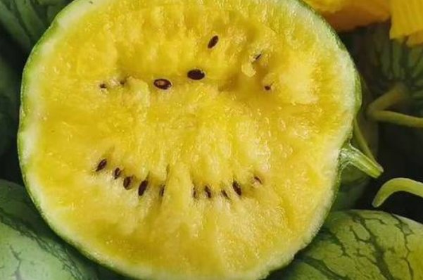 西瓜品种排行榜前十名