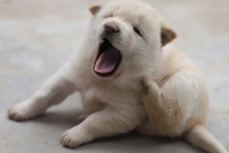 白日做梦抓正着打一动物