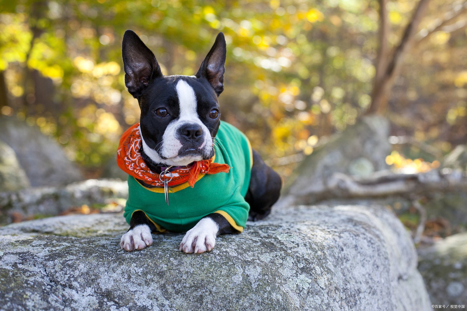 我们现在的这个时代，流行起了养宠物的狂潮，波士顿梗犬的缺点是什么？
