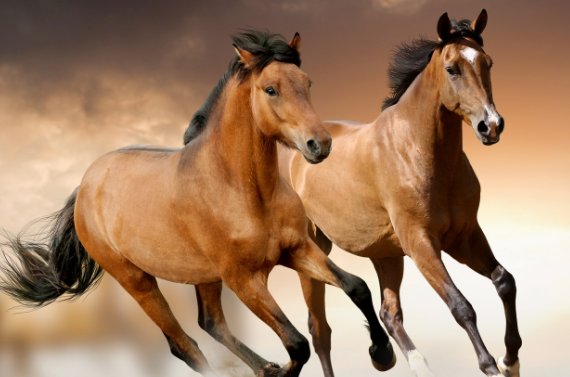 一思尚存打一生肖