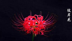 彼岸花开开彼岸全诗是什么?