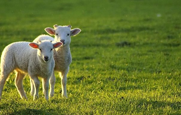 黑牛白角打一个生肖