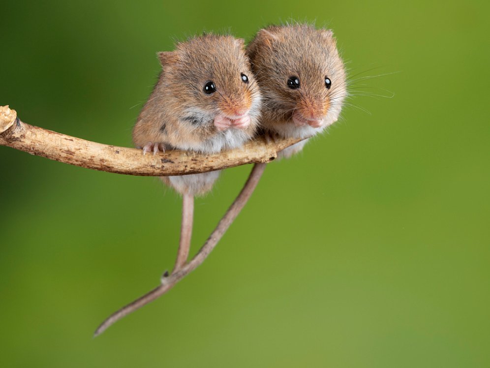 小桥流水是指什么生肖