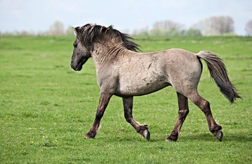 卸磨杀驴什么生肖